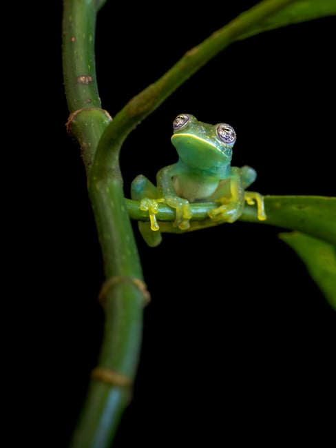 glassfrog photographed using a flash