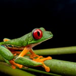 red eye tree frog macro photography with wide angle lens