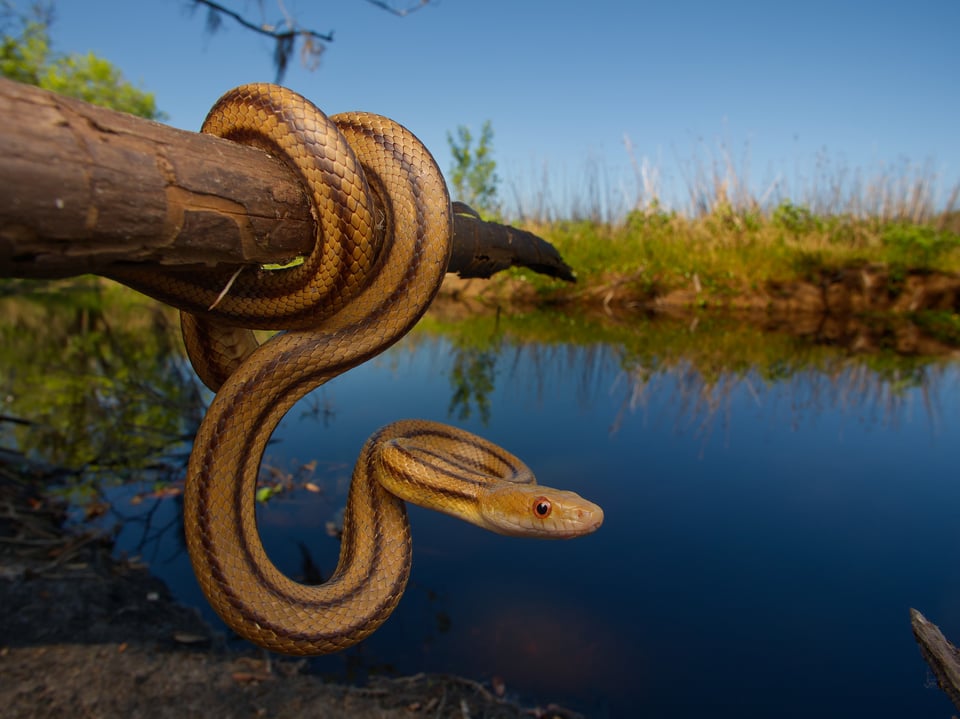 yellow ratsnake wide angle macro photo