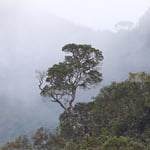 Atlantic Forest Thumbnail