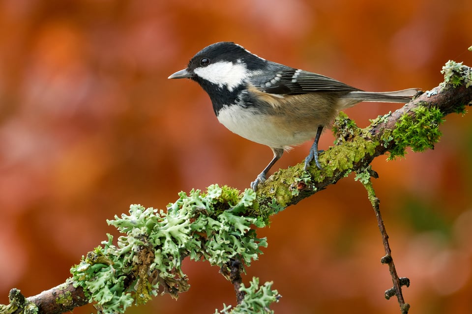 Coal Tit_Fujifilm X-H2S_2023__DSF1624-RAF