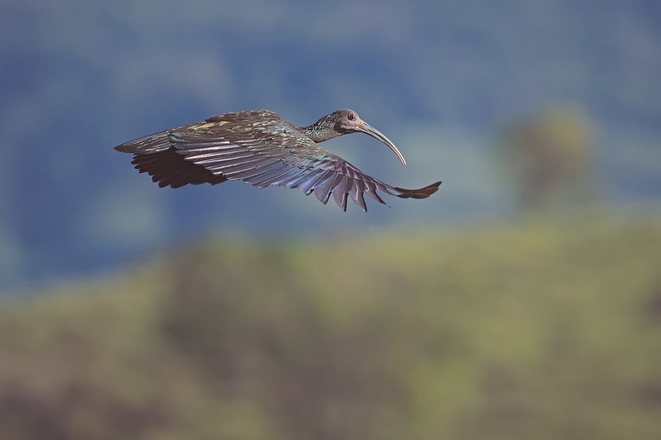 Green_Ibis_Jason_Polak