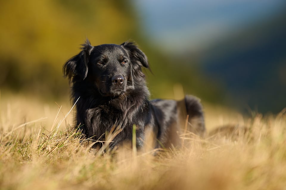 Nikon 135mm_f1,8_Plena_Červenohorské sedlo_2023__DSC2123