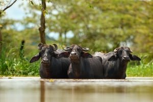Water buffalos_Sri Lanka__LVP6613
