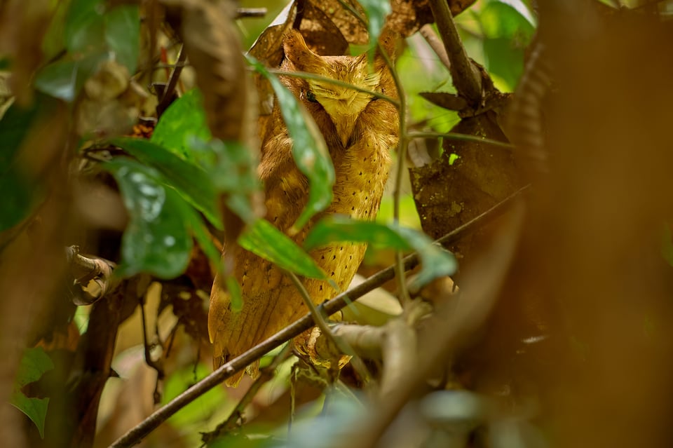 Owls_Sri Lanka_2023_LVP2935