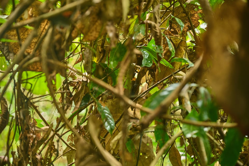 Owls_Sri Lanka_2023__LVP2425