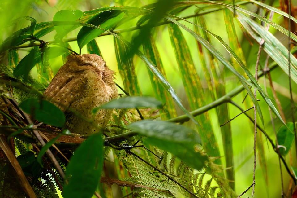 Owls_Sri Lanka_2023__LVP3286