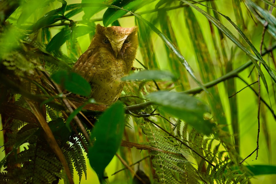 Owls_Sri Lanka_2023__LVP3532