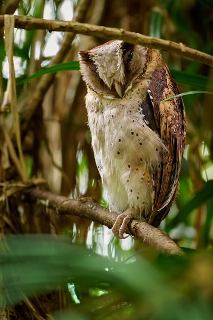 Owls_Sri Lanka_2023__LVP8809