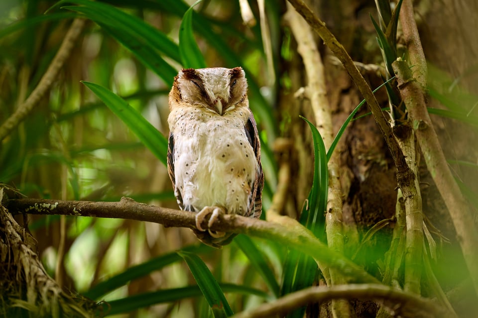 Owls_Sri Lanka_2023__LVP9047