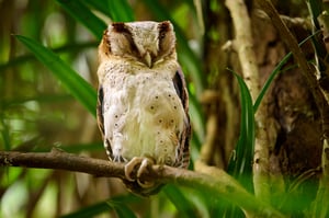 Owls_Sri Lanka_2023__LVP9063