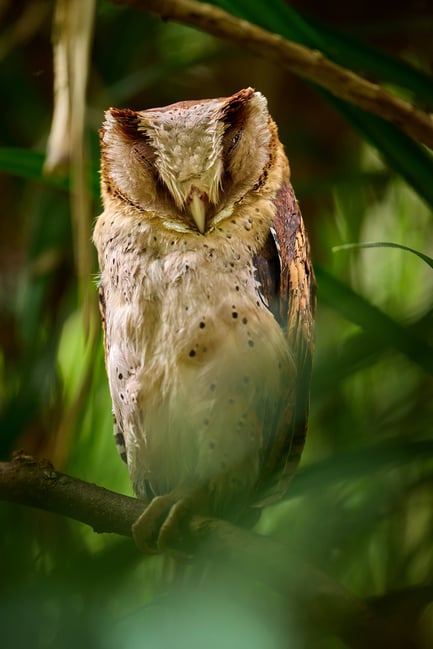 Owls_Sri Lanka_2023__LVP9130