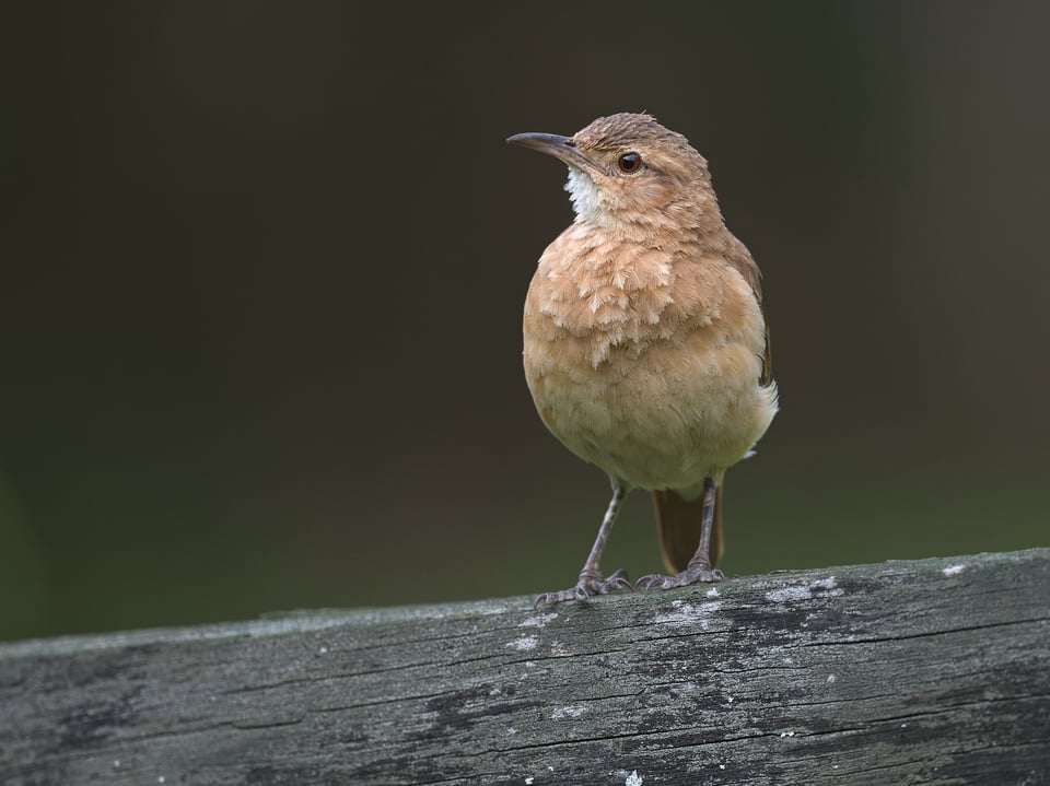 Rufous_Hornero_Jason_Polak