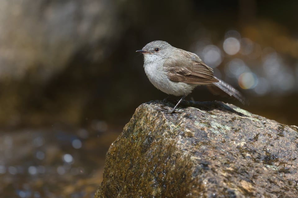 Sooty_Tyrannulet_Brazil_Jason_Polak