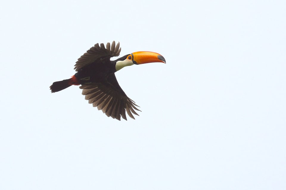 Toco_Toucan2_Jason_Polak