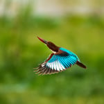 White-throated Kingfisher_Sri lanka__LVP7169-NEF