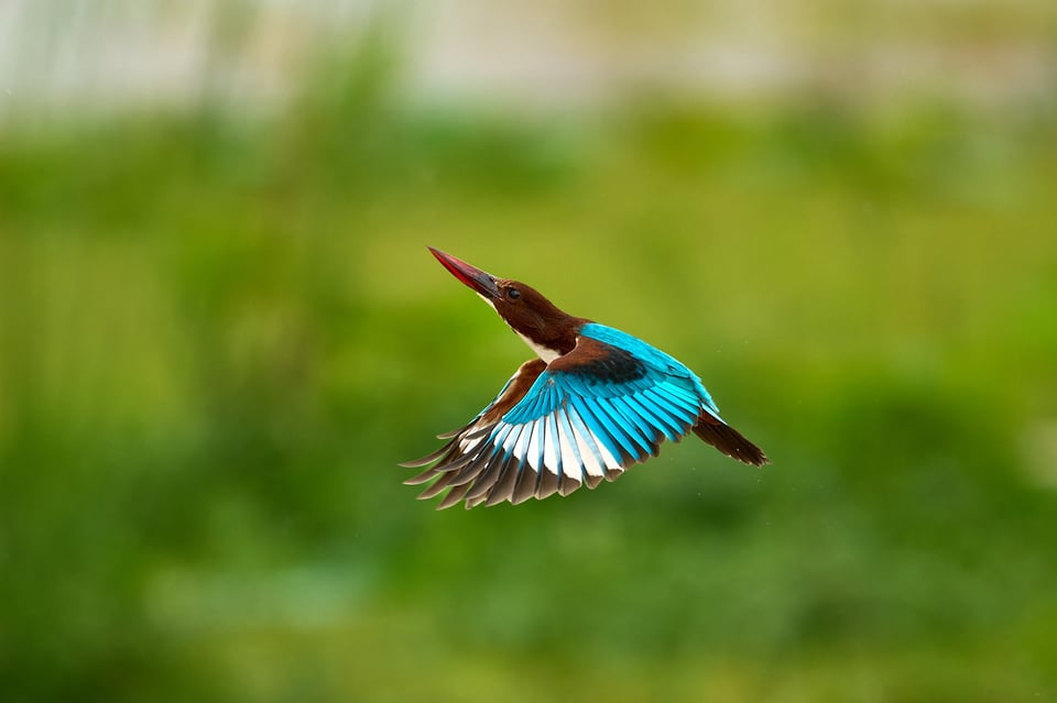 White-throated Kingfisher_Sri lanka__LVP7169-NEF