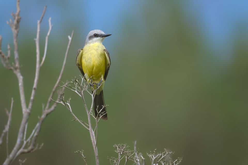 WhiteChinnedKingbird_Jason_Polak