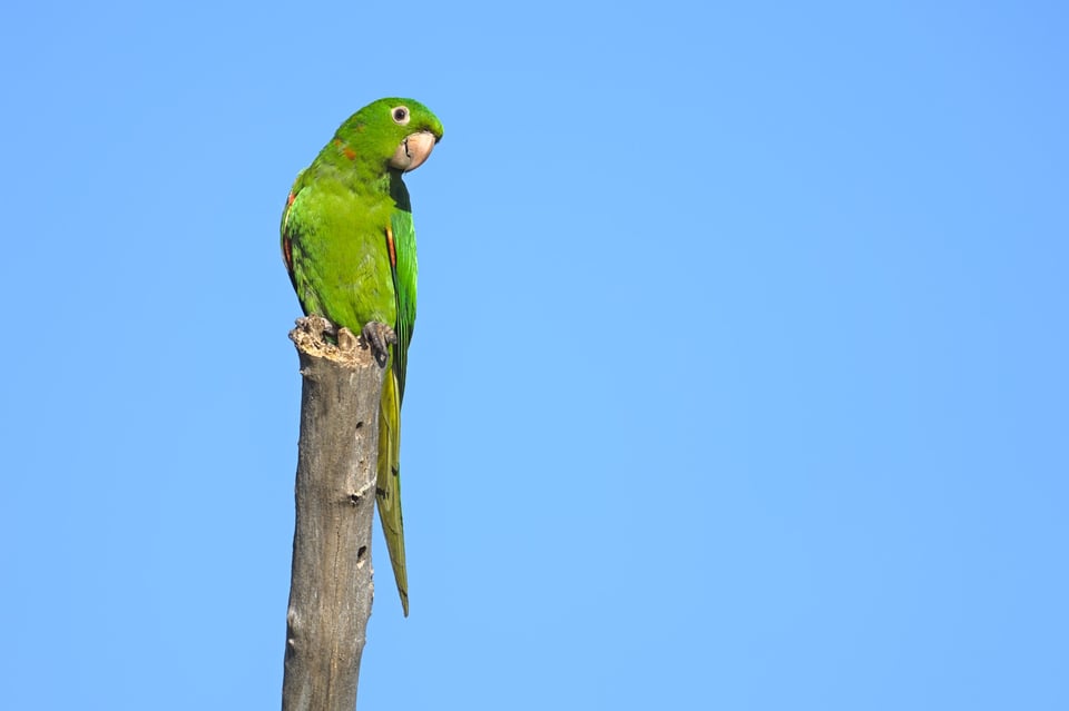 WhiteEyedParakeet_Jason_Polak