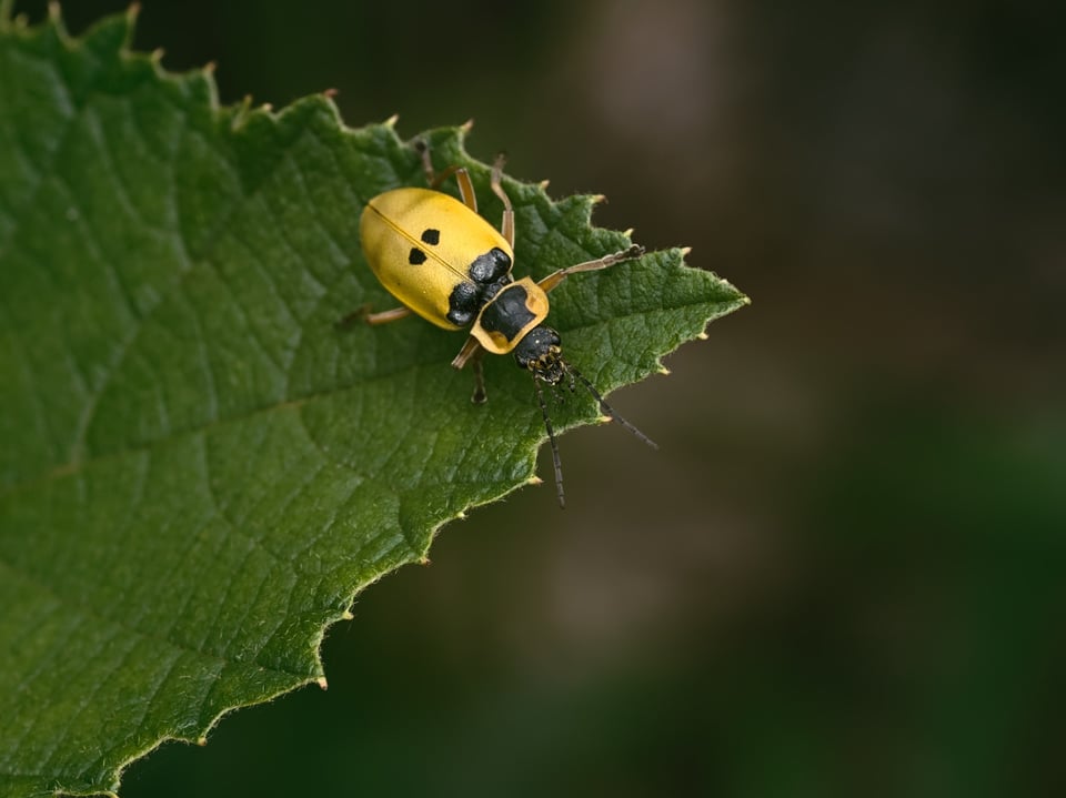 Yellow_Insect_Leaf_Jason_Polak