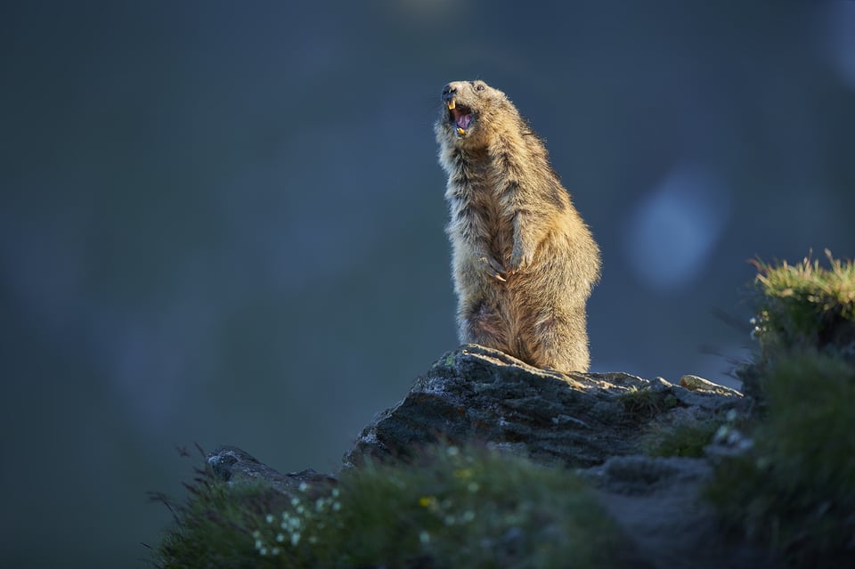 Alpine Marmots_Austria_Grossglockner_M534235