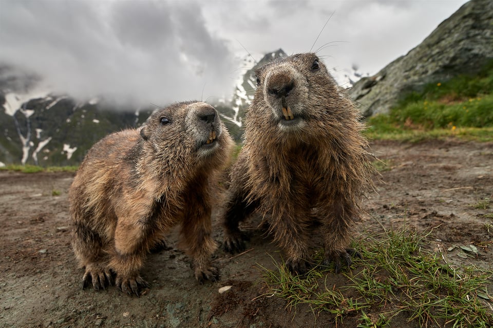 Alpine Marmots_Austria_Grossglockner__LVP8690-NEF