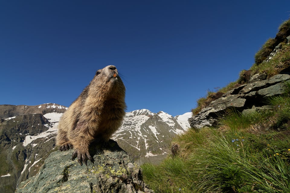 Alpine Marmots_Austria_Grossglockner__LVP8858-NEF