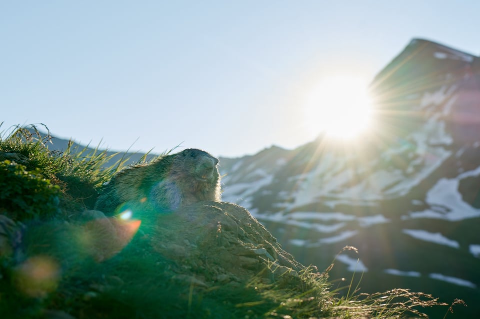 Alpine Marmots_Austria_Grossglockner__LVP8970-NEF