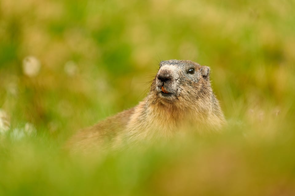 Alpine Marmots_Austria_Grossglockner__M531724-NEF