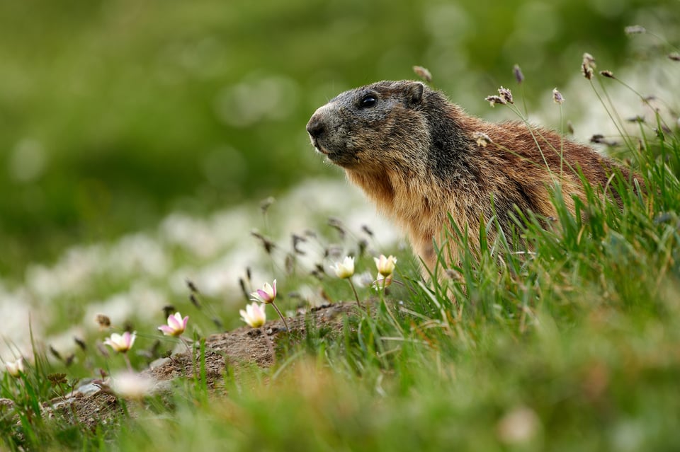 Alpine Marmots_Austria_Grossglockner__M531773-NEF