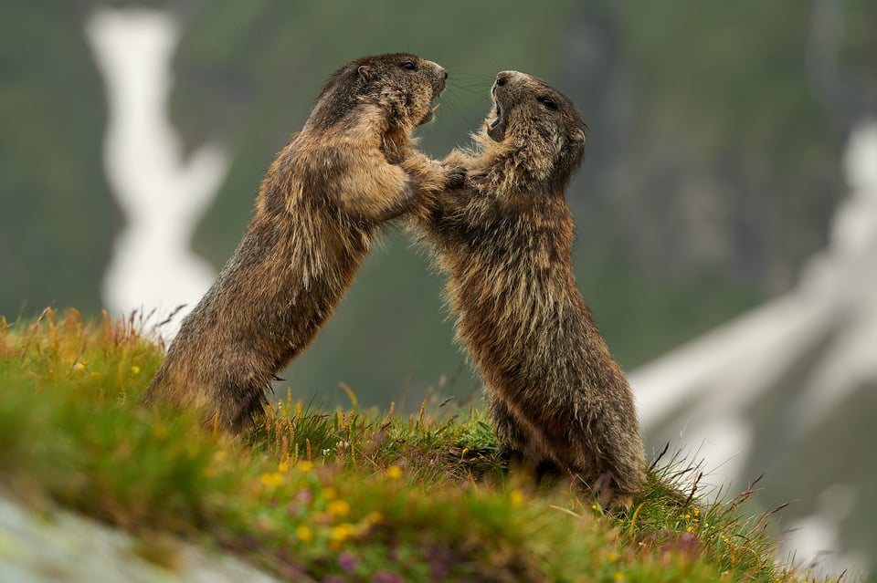 Alpine Marmots_Austria_Grossglockner__M531855-NEF