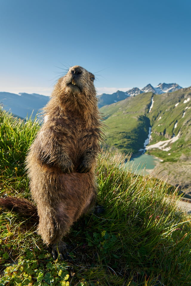 Alpine Marmots_Austria_Grossglockner__M532228-NEF