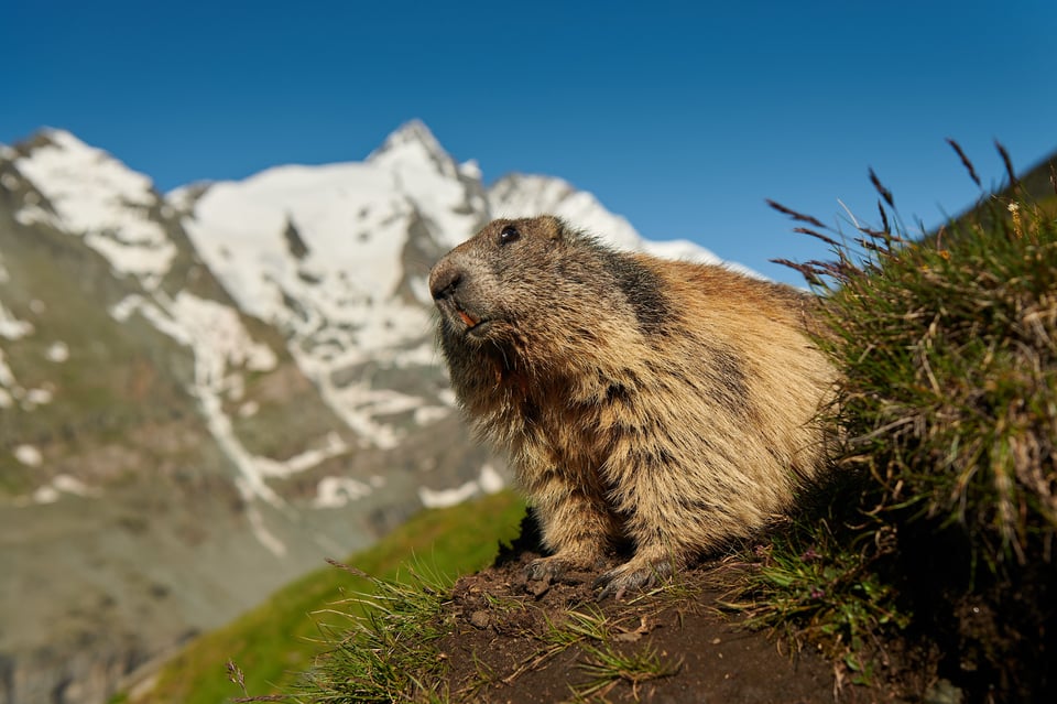 Alpine Marmots_Austria_Grossglockner__M532406-NEF
