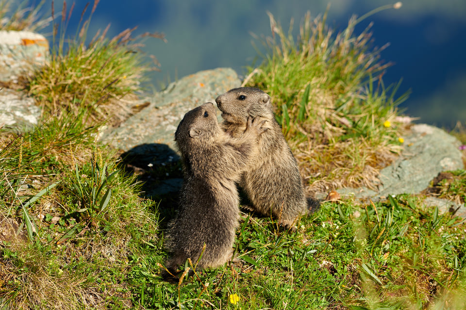 Alpine Marmots_Austria_Grossglockner__M532755-NEF