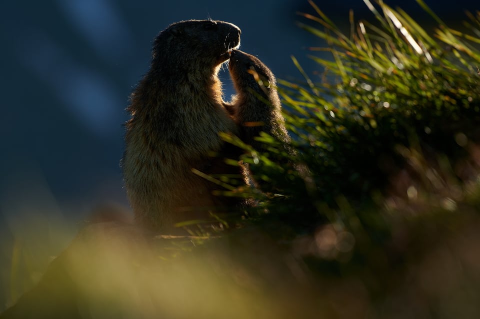 Alpine Marmots_Austria_Grossglockner__M533003-NEF