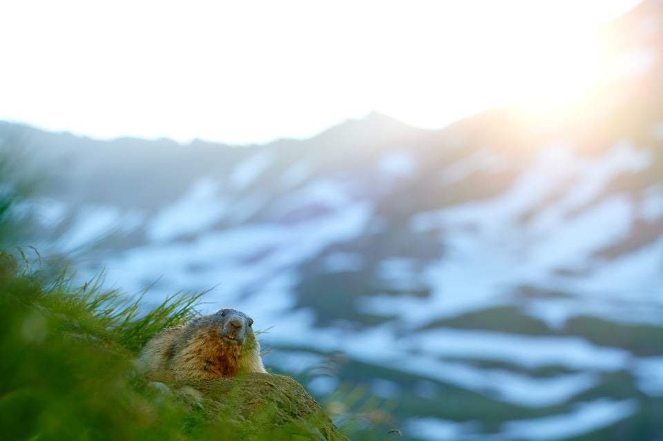 Alpine Marmots_Austria_Grossglockner__M533101-NEF