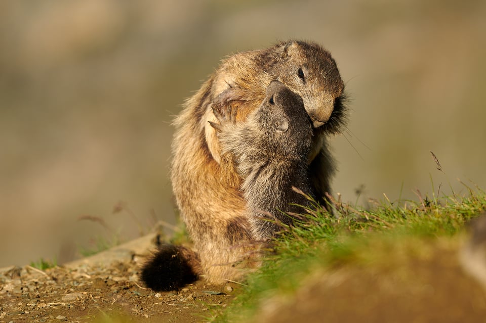 Alpine Marmots_Austria_Grossglockner__M533370-NEF