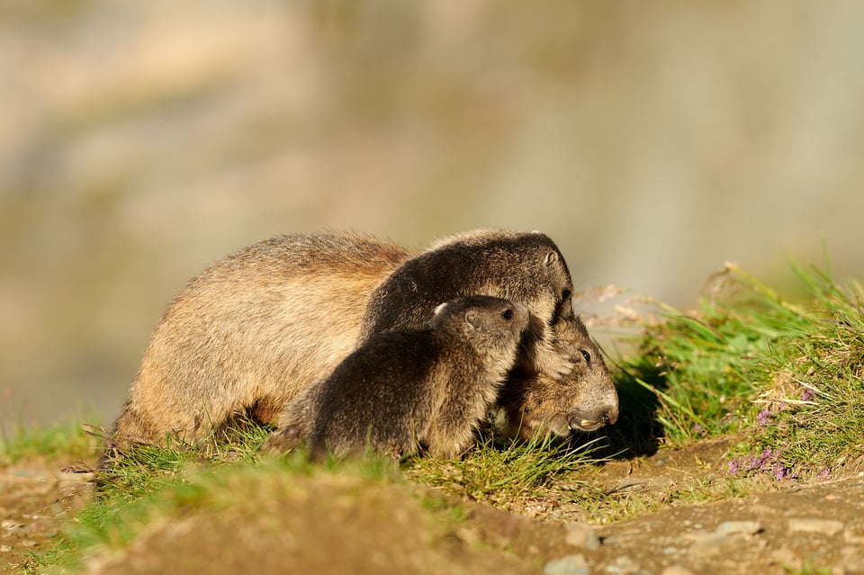 Alpine Marmots_Austria_Grossglockner__M533430-NEF