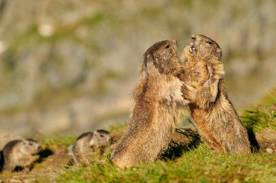 Alpine Marmots_Austria_Grossglockner__M533469-NEF
