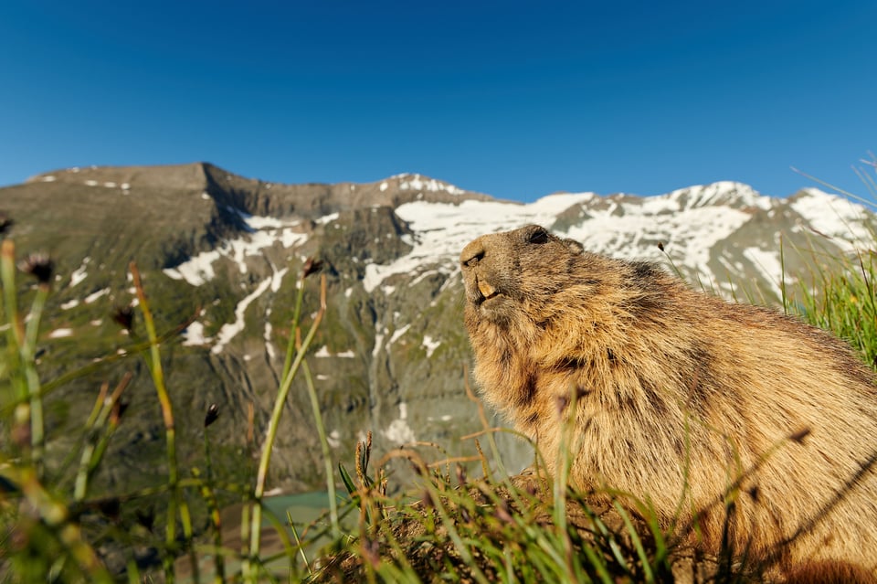 Alpine Marmots_Austria_Grossglockner__M533722-NEF