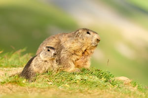 Alpine Marmots_Austria_Grossglockner__M534005-NEF