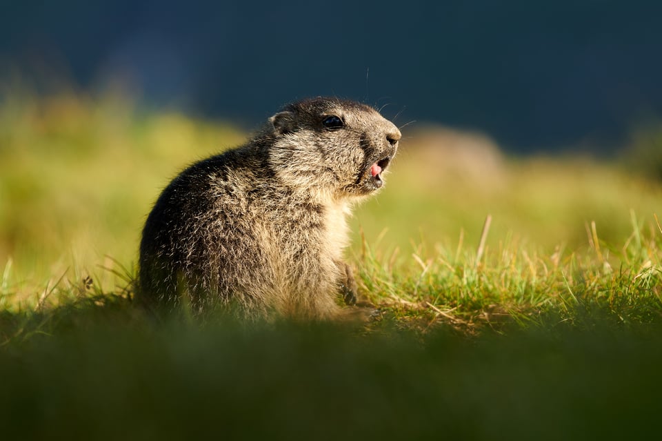 Alpine Marmots_Austria_Grossglockner__M534071-NEF