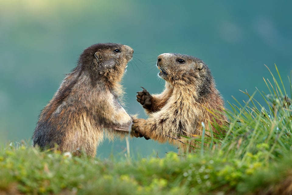 Alpine Marmots_Austria_Grossglockner__M534113-NEF