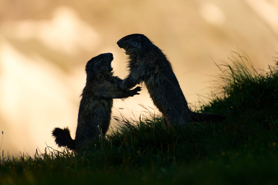 Alpine Marmots_Austria_Grossglockner__M534358-NEF