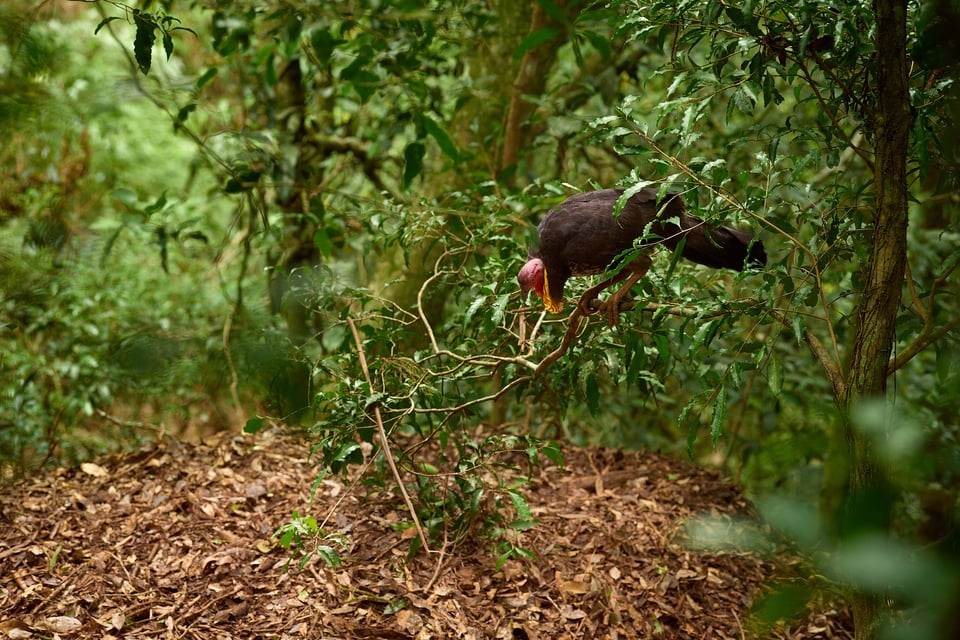 Australian Brush-turkey_Australia 2017__LVP4653-NEF