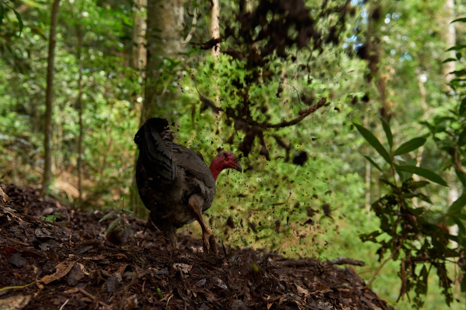 Australian Brush-turkey_Australia 2017__LVP5022-NEF