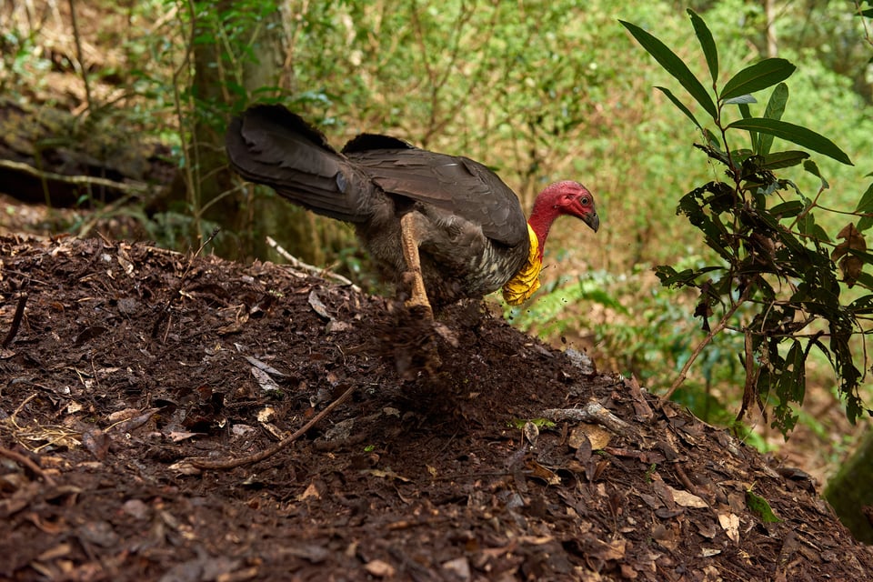 Australian Brush-turkey_Australia 2017__LVP5049-NEF