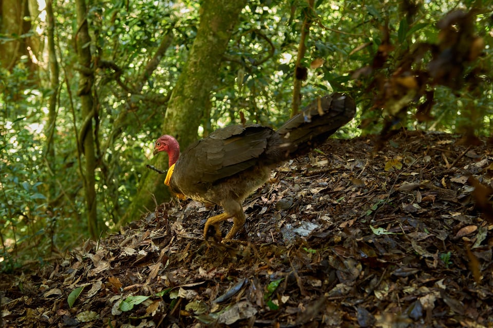 Australian Brush-turkey_Australia 2017__LVP5061-NEF