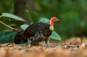 Australian Brush-turkey_Australia 2017__LVP9500-NEF