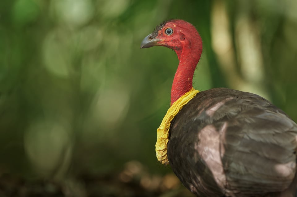 Australian Brush-turkey_Australia 2017__LVP9612-NEF